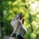 Hand die een groene boom vasthoudt in zonlicht, symbool voor duurzaamheid