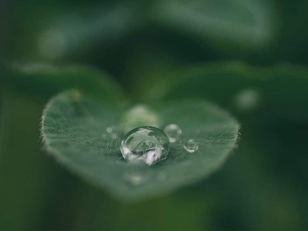 Waterdruppel op een klavervormig blad met zachte groene achtergrond blog